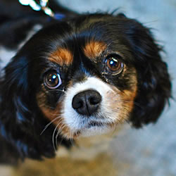 Pepita Alonso Rodriguez